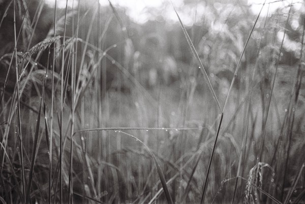 Prairie Black and white image showing a tall stalks of grass with beads of dew on them. Most stalks are vertical except one gone across the middle. A few of the stalks have seeding tops weighted down by the moisture, the background is out of focus in a pleasant blur which blown-out highlights in the sky forming some bokeh bubbles.