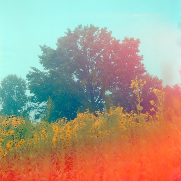 Burning Colors Photo of a large green tree behind a field of yellow black-eyed susan flowers in full bloom, the foreground is a bright red-orange light bleed emanating from the bottom right almost making the field look like it's on fire.