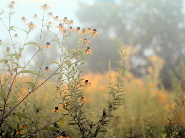 Black-eyed Susans Close-up photo of a couple branches of black-eyed susan stems in focus with more of the yellow flowers out of focus in the background. There is fog in the air that is also separating the background in addition to the shallow depth of field.