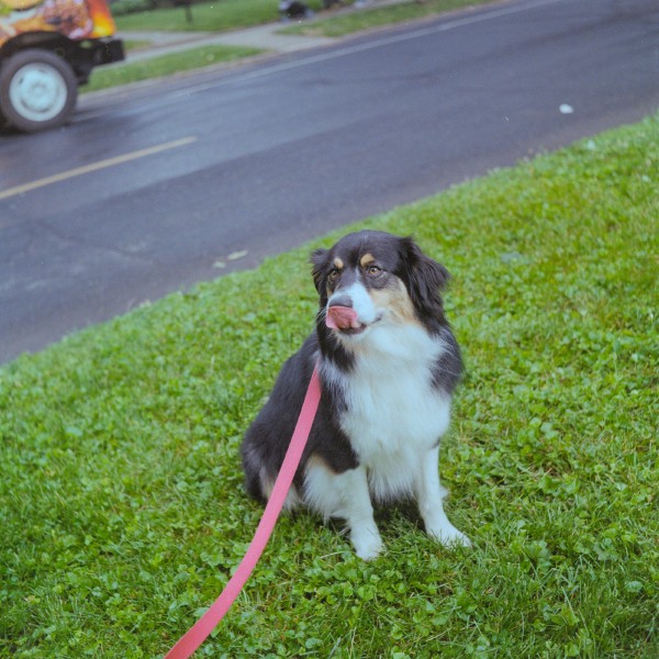 Archie Australian Shepherd dog with black and white fur and tan colored eyebrows is sitting on grass at the edge of a blacktop road. The dog has a red leash on and is licking his nose with his pink tongue covering most of his snout.