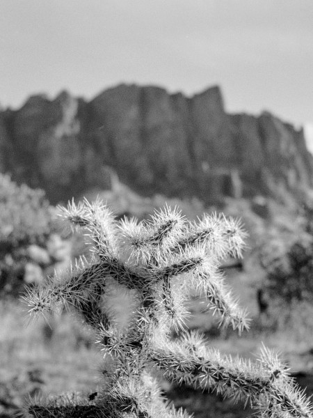 Rugged Black and white photo of bright cholla cactus in sharp focus in the foreground with a massive rock facade off in the distance under claer skies.