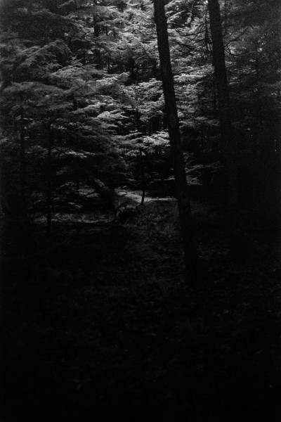Black and white photo of a dark forest scene where there are many trees in the background. There is a small clearing up a gentle slope where a lone tree much smaller than the behemoths around it is gently light as if through an overhead limelight. The scene is very underexposed and quite gritty and the infrared film makes the vegetation app    ear white and glowy, especially the central subject. Shot with a Voightlander BessaR2 and 7Artisan35f2 lens, on RolleiInfrared, and developed with Rodinal by Shom Bandopadhaya. Licensed under Creative Commons Attribution-NonCommercial-ShareAlike (CC BY-NC-SA).