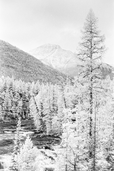 A black and white photo shot on infrared film so the organic vegeation like trees looks bright white. There are many trees with a prominent pine in the front right foreground that are growing alongside a rushing creek with some rapids with white crests, the the distance there are layers of mountains with some tree coverage and rocky snow dusted peaks. Shot with a Voightlander BessaR2 and 7Artisan35f2 lens, on RolleiInfrared, and developed with Rodinal by Shom Bandopadhaya. Licensed under Creative Commons Attribution-NonCommercial-ShareAlike (CC BY-NC-SA).