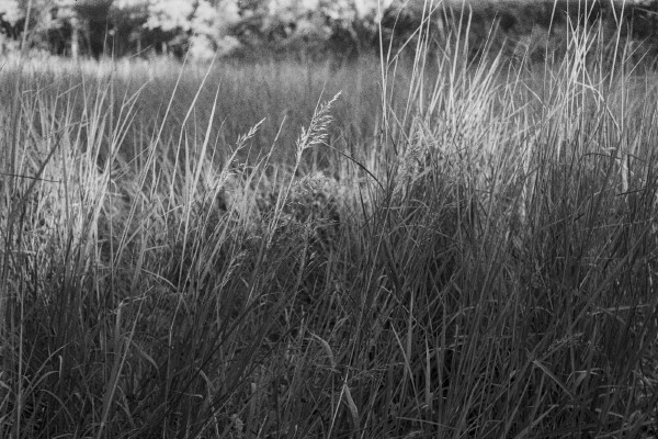 Black and white photo of a strand of tall prairie grass that is being lit by a beam of sunshine and is also in focus creating separation from the grass in the background that is mostly in shade.
