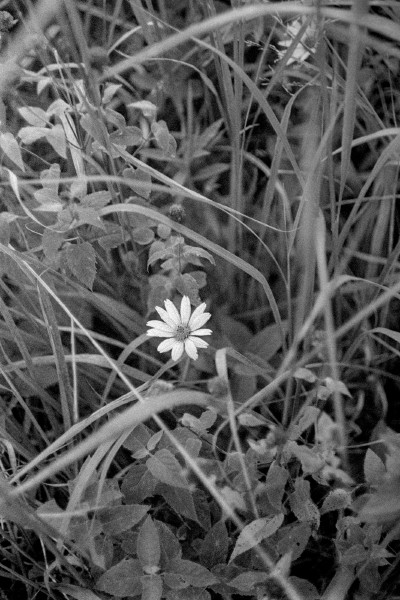 Black and white photo of prairie grass that is growing hazardly around other plants and amongst the chaos there's a solitairy (yellow) brightly sticking out as almost pure white in the spectrum of grays and blacks. Shot with a Leica IIIg and Summicron50f2 lens, on Kentmere400, and developed with Rodinal by Shom Bandopadhaya. Licensed under Creative Commons Attribution-NonCommercial-ShareAlike (CC BY-NC-SA).