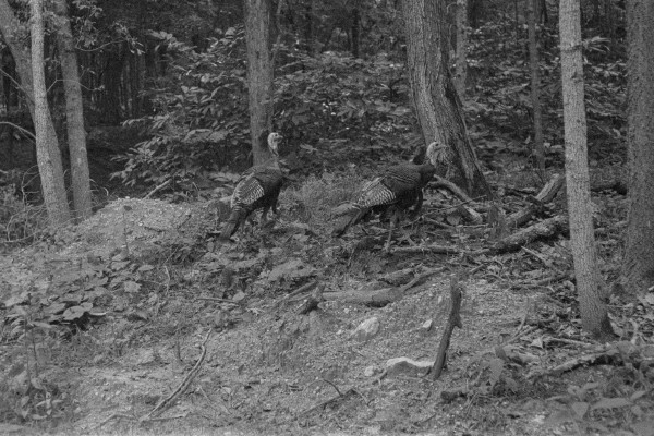 Black and white photo of a pair of turkeys in the heading away from the camera but at an oblique angle so they're mostly in profile. They are climbing a small pile of downed branches, lots of tree trunks and bushes are scattered throughout the layers of the frame. 