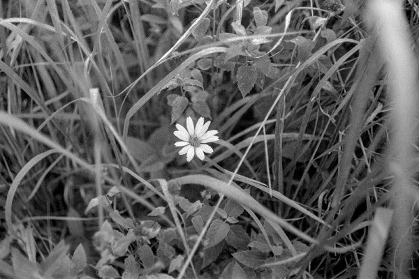 Black and white photo of bright wild flower that is standing out prominently among a chaotic scene of dark leaves and grasses going every which way across many layers some in focus, most out of focus.