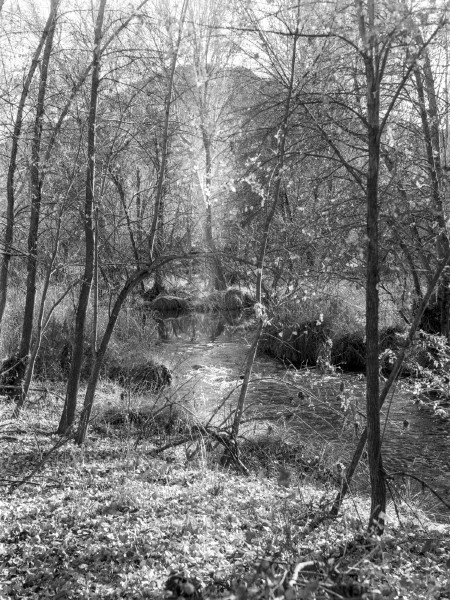 A black and white photo of a sunny scene in a wooded area with a small brook babbling from the middle of the frame to the right while tree trunks mostly bare of leaves are scattered haphazardly throughout. The tree branches and trunk are strongly lit on the right and in darkness on the left much like the grass that lines the banks of the brook. The middle of the frame has a strong vertical flare that is highlighting a tree trunk in the background making it glow and almost as bright as the light colored leaves that are covering the woodland floor in the foreground.