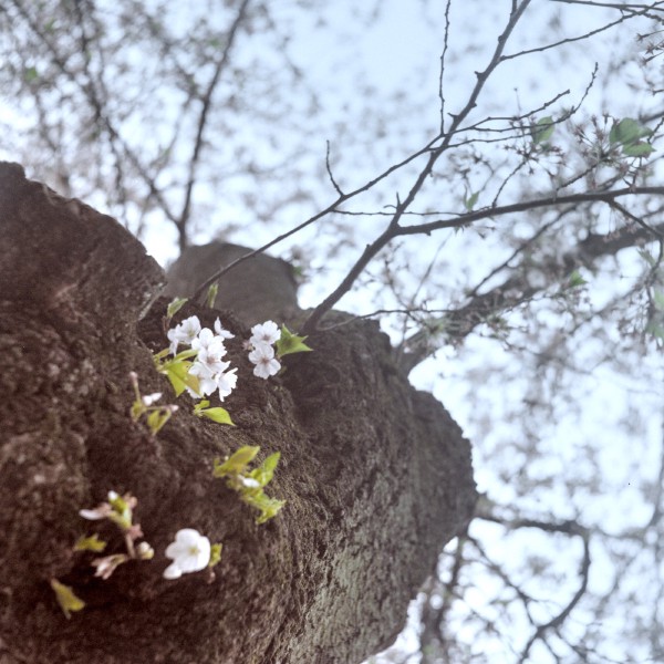 Color photo of a tree trunk looking up towards the top with a few cherry blossoms growing directly from the trunk's bark, some higher branches can be seen out of focus with more blossoms.