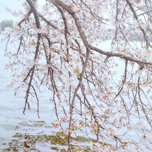 Color photo of branches laden with cherry blossom extending from the top of the frame towards the water, almost akin to roots instead of branches reaching to the sky. The overall color palette is soft pastel with some reflections in the water being the darkest part of the photo.