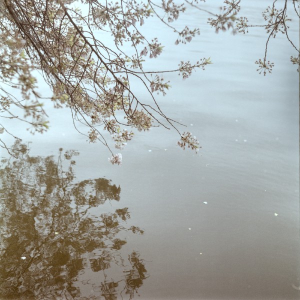 Some  cherry tree blossom branches are hovering over a body of still water while they're being reflected in the water. The frame is mostly still water and the branches occupy the top left quadrant but due to the reflection they appear to be on the entire left frame of the frame while a few rebelious petals are also floating away from the cluster to explore the endless waters.