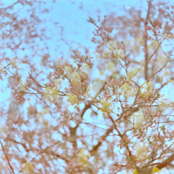 Double exposure of layers of tree branches extending upwards covered in cherry blossoms on top of an exposure of yellow tulips. The overall photo looks like a cherry blossom tree with spots of yellow color as if ghost tulips have started growing alongside the blossoms.