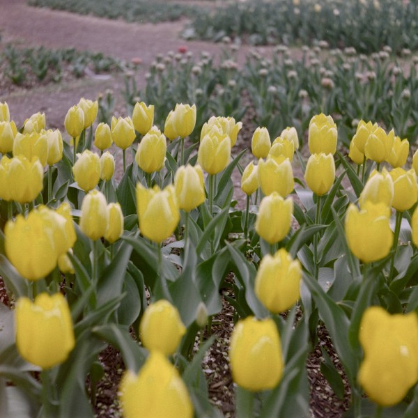 A patch of yellow tulips start out of focus and get into focus as it gets further into the frame, there are pathways and other flowers yet to bloom into the distance. The quality of the photo is soft and muted even in the in-focus areas leading to a more dreamy look.