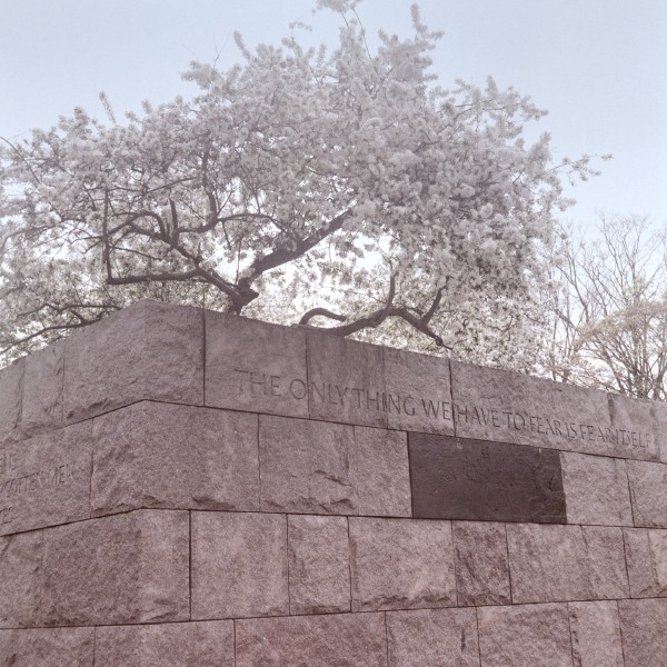 Color photo of a rust colored wall built of heavy stones taken at an angle where the top row of stones have the words "THE ONLY THING WE HAVE TO FEAR IS FEAR ITSELF" carved into them. Above the tree rises a cherry tree full of white blossoms in a soft pastel color pallete contrasting the hard edges of the stone.