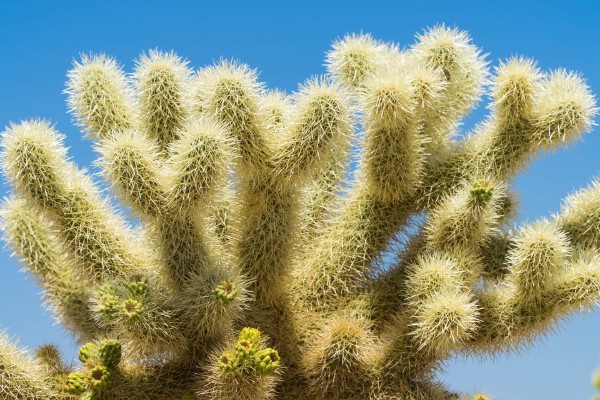 Joshua Tree National Park