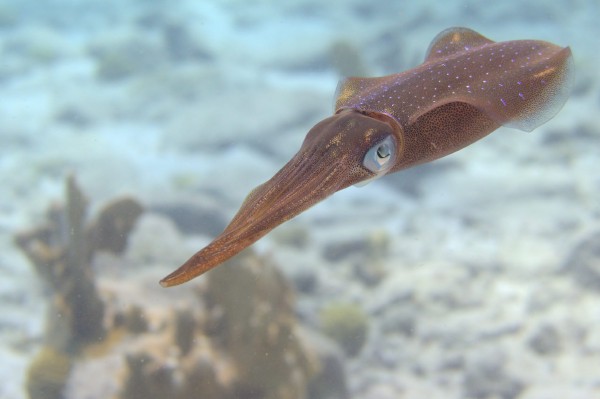 Bonaire 2021
