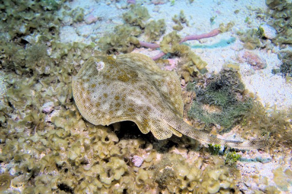 Cozumel