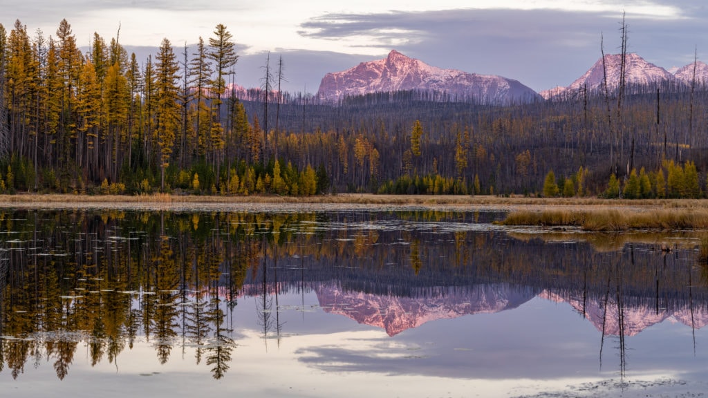 Howe Lake, Glacier National Park, Montana, USA. Digital Sony A7c mirrorless.Snow covered mountain peaks are lit up in late evening alpine pink glow against a cloudy sky in the far background. The mid ground is foothills framed with pine and larch trees that are turning a brilliant yellow. The foreground is a still lake that is reflecting the scene above straight through the middle of the photo.
