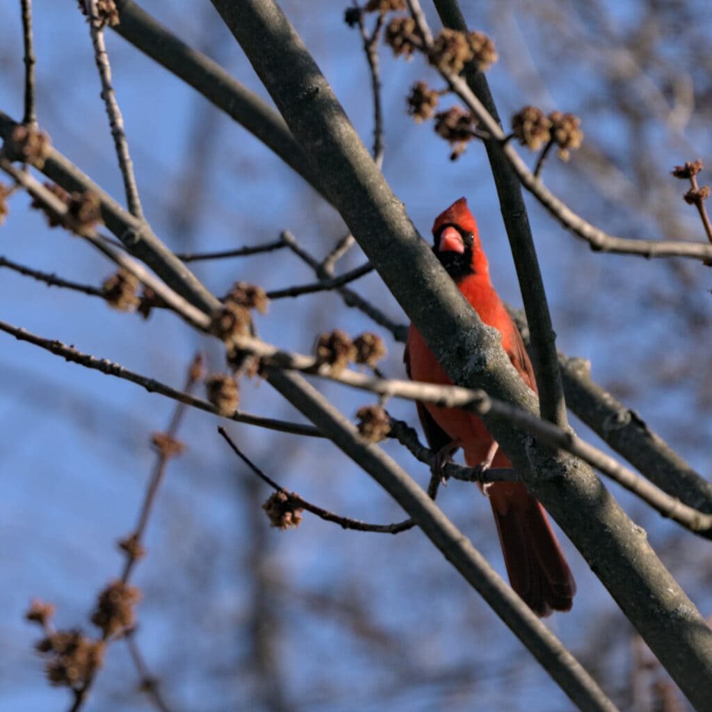 A red cardinal is sitting on a busy branch with small brown blossoms, the bird is looking towards the camera and lit on its right by sun against a blue sky